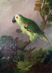 A Parrot